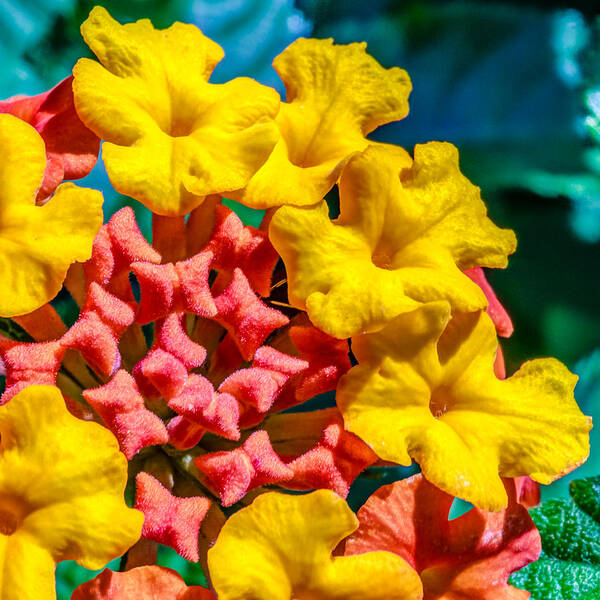 Flower Poster featuring the photograph Lantana camara by Traveler's Pics