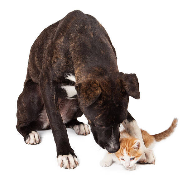 Dog And Cat Poster featuring the photograph Large dog playing with kitten by Good Focused