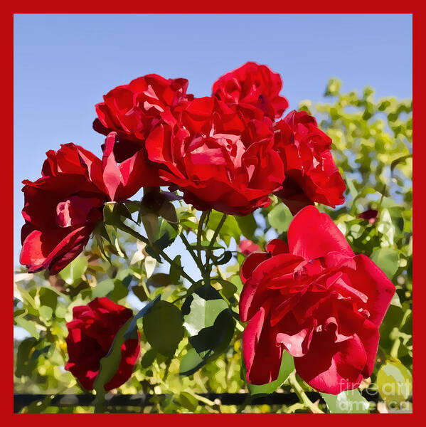Red Poster featuring the photograph Late Summer Roses - Vibrant by Maria Janicki
