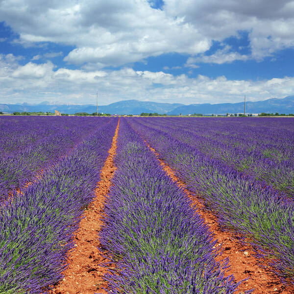 In A Row Poster featuring the photograph Lavender Fields In Provence by Mammuth