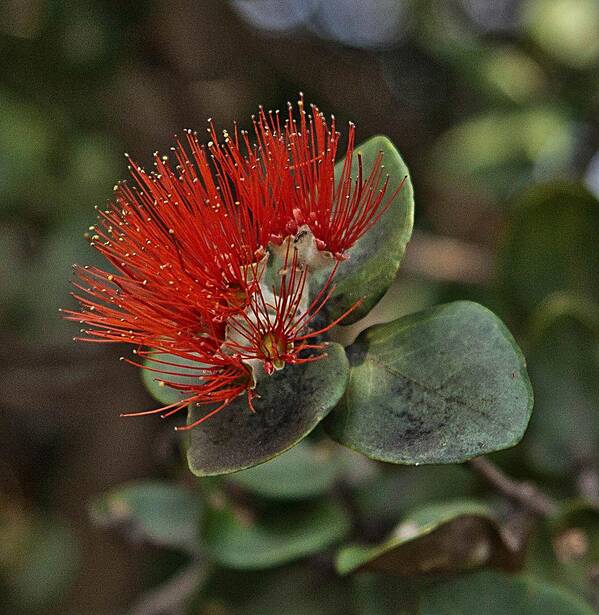 Lehua Poster featuring the photograph Lehua Blossom by Craig Watanabe