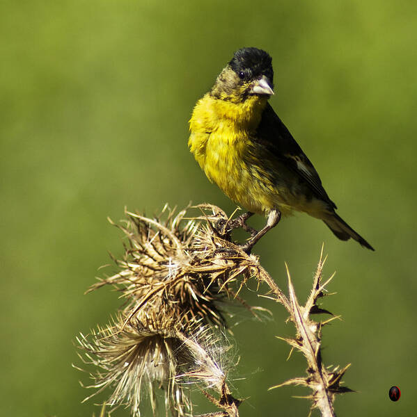 Lesser Goldfinch Poster featuring the photograph Lesser Goldfinch Milkweed Thistle by James Ahn