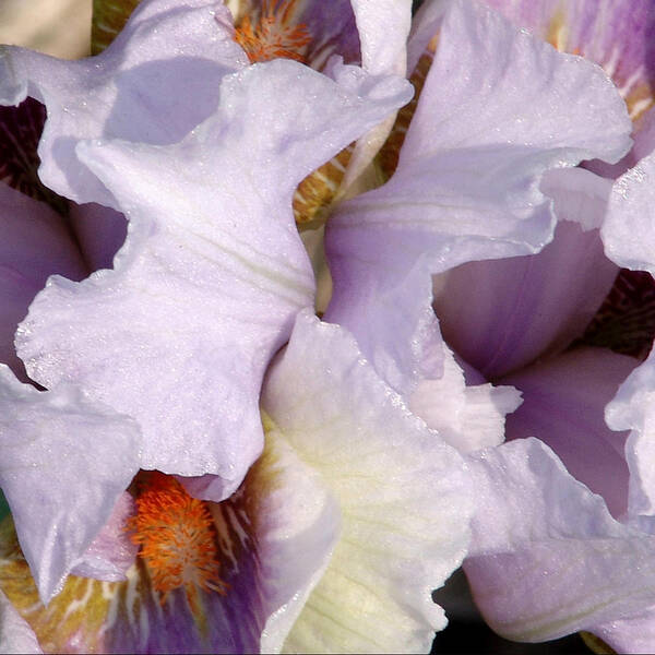 Light Purple Poster featuring the photograph Light Purple Irises 2 by David Hohmann
