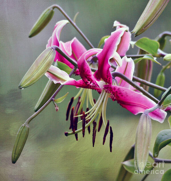 Flower Poster featuring the photograph Lily in the Pink by Kerri Farley