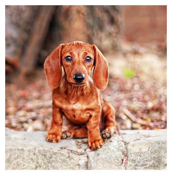 Dachshund Poster featuring the photograph Lily puppy by Johnny Ortez-Tibbels
