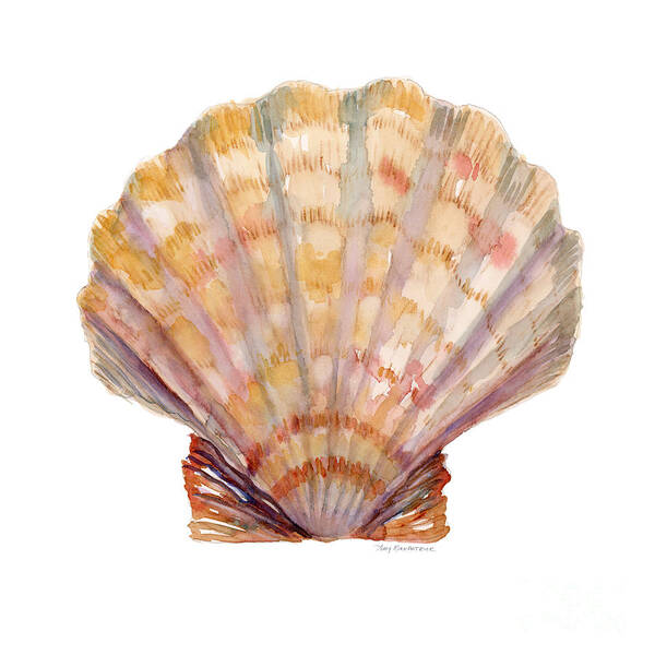 Shell Poster featuring the painting Lion's Paw Shell by Amy Kirkpatrick