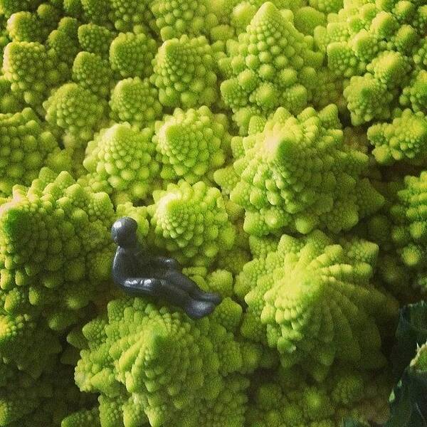 Romanesco Poster featuring the photograph Little Grey Man by Rachel Hooper