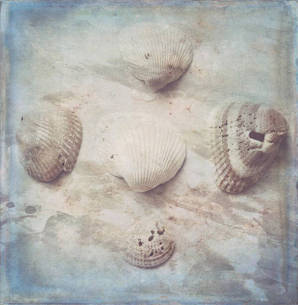 Seashells Poster featuring the photograph Little Seashells by Toni Hopper