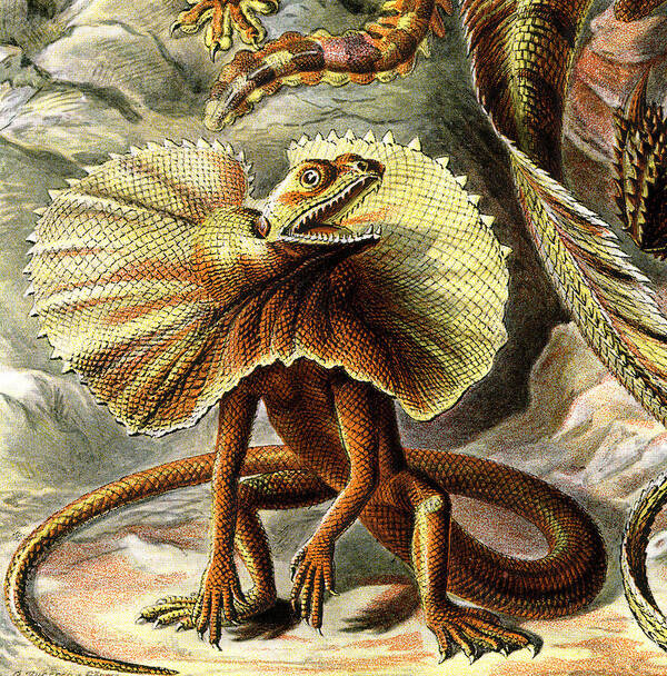 Lacertilia Poster featuring the digital art Lizard Detail III by Unknown