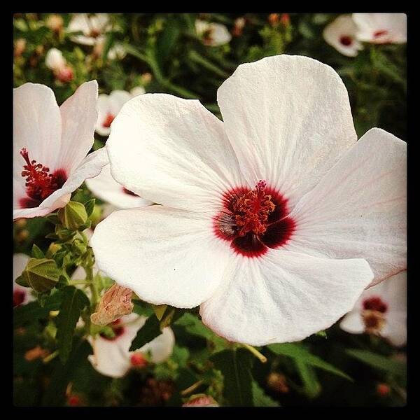 Igersoflouisiana Poster featuring the photograph Louisiana Wild Flower by Scott Pellegrin