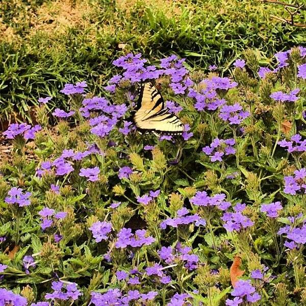 Butterflies Poster featuring the photograph Love Butterflies by Sandra Lira