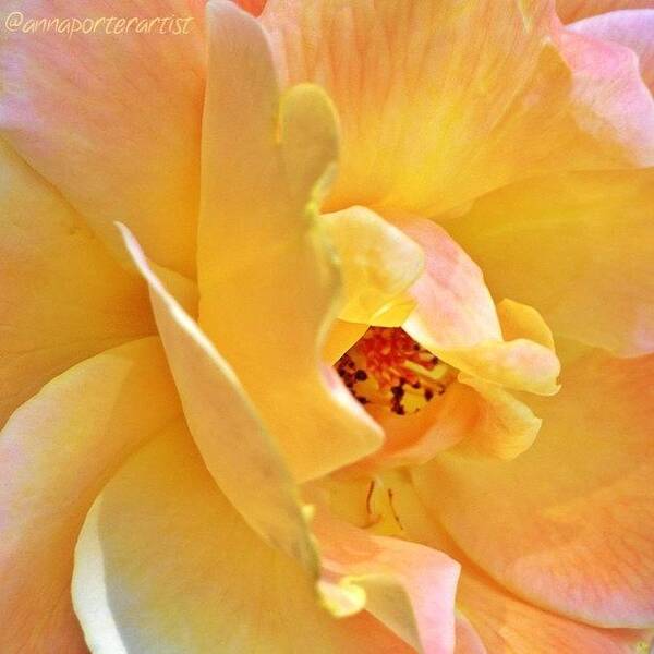 Yellow Poster featuring the photograph Lovely Yellow And Peach Rose by Anna Porter