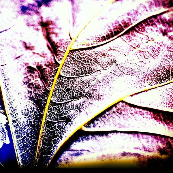 #photo #photos #pic #pics #tagsforlikes #picture #pictures #snapshot #art #beautiful #instagood #picoftheday #photooftheday #color #all_shots #exposure #composition #focus #capture #moment #picture #artist #artsy #instaart #gallery #masterpiece #creative #instaartist #artoftheday #fallen_leaf #fallenleaf #flora #urbanflora #urban_flora Poster featuring the photograph Macro Leaf by Jason Roust