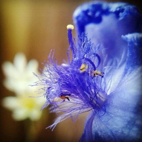 Macro Poster featuring the photograph #macro Of Some Flower/weed That Dyed My by Beth Paulsen