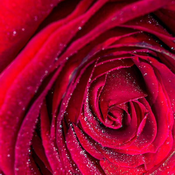 Beautiful Poster featuring the photograph Macro Rose by Traveler's Pics