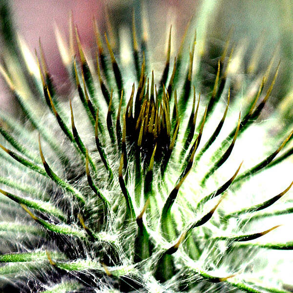 Beautiful Poster featuring the photograph Macro Thistle by Jason Roust