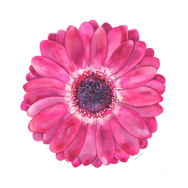 Pink Poster featuring the painting Magenta Gerbera Daisy by Amy Kirkpatrick