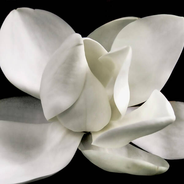 Magnolia Poster featuring the photograph Magnolia Bloom by David Patterson