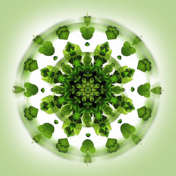 Green Poster featuring the digital art Maidenhair Fern Mandala by Deborah Smith