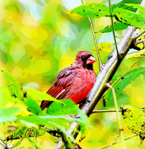 Male Cardinal Poster featuring the photograph Male Cardinal - Artsy by Kerri Farley