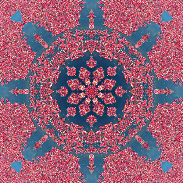 Mandala Poster featuring the photograph Mandala of Cranberries by Beth Venner
