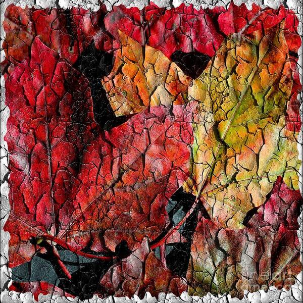 Maple Leaves Cracked Square Poster featuring the photograph Maple Leaves Cracked Square by Barbara A Griffin