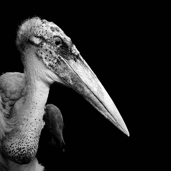 Marabou Stork Poster featuring the photograph Portrait of Marabou Stork in black and white by Lukas Holas