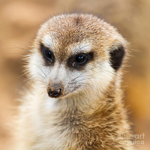 Meekat Poster featuring the photograph Meerkat Portrait by Stephanie Hayes