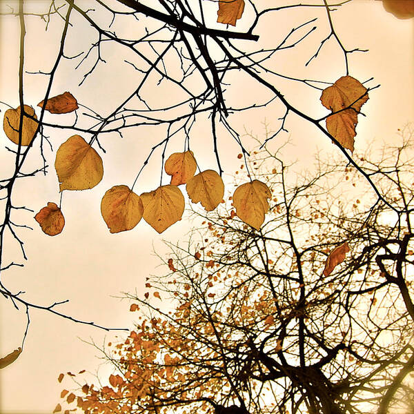 Autumn Poster featuring the photograph Mellow Touch by HweeYen Ong