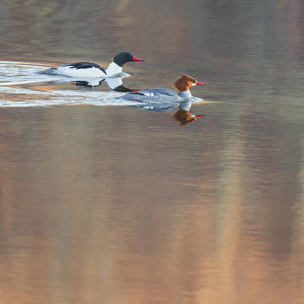 Reflection Poster featuring the photograph Merganser Morning Square by Bill Wakeley