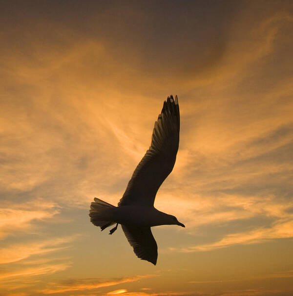 Feb0514 Poster featuring the photograph Mew Gull At Sunset La Jolla California by Tom Vezo