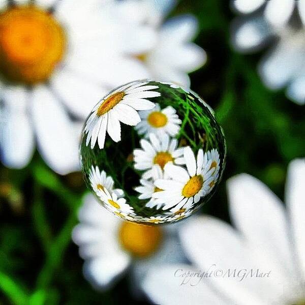 Summer Poster featuring the photograph #mgmarts #daisy #flower #weed #summer by Marianna Mills