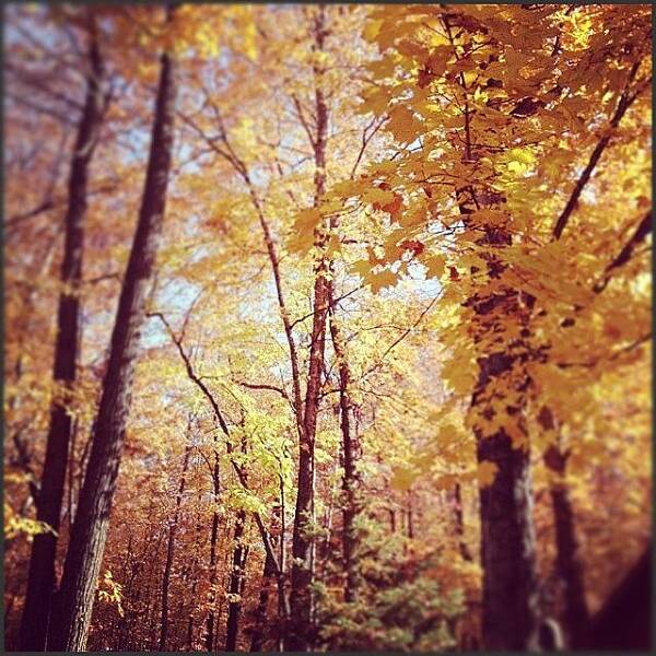  Poster featuring the photograph Minnesota Fall by Meredith Leah