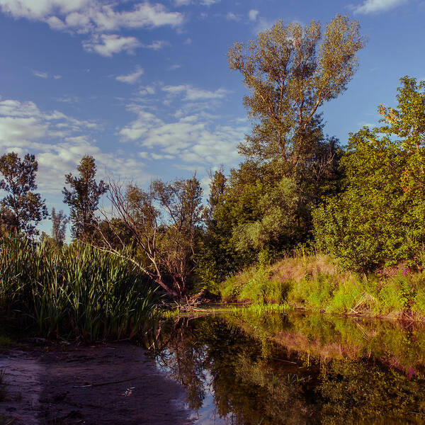 Landscape Poster featuring the photograph Morning Creek by Dmytro Korol