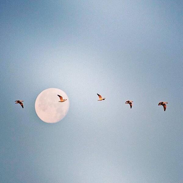 Geese Poster featuring the photograph Morning Flight #geese #nature #arkansas by Scott Pellegrin