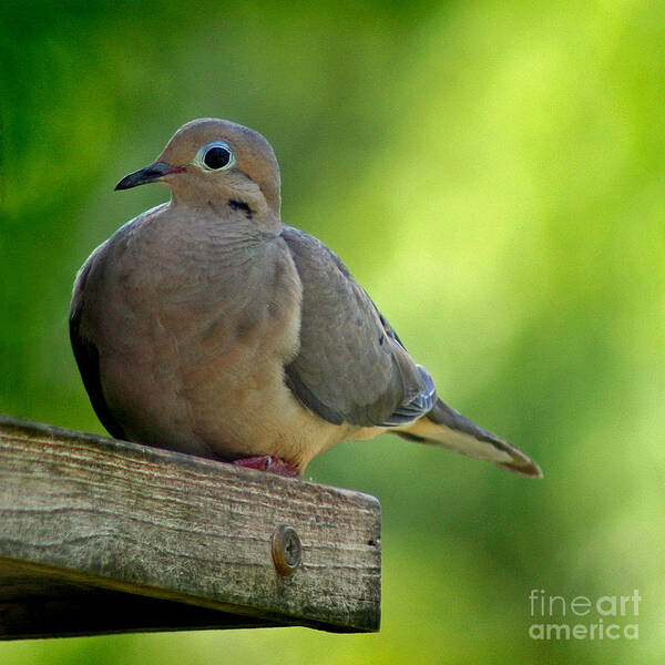Aviary Poster featuring the photograph Mourning Dove at Feeder by Karen Adams