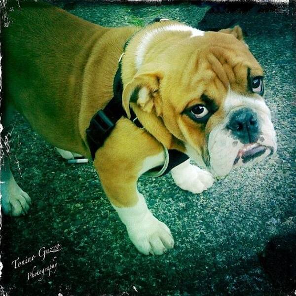  Poster featuring the photograph My Eastvan Neighbourhood Watch Dog by Tonino Guzzo