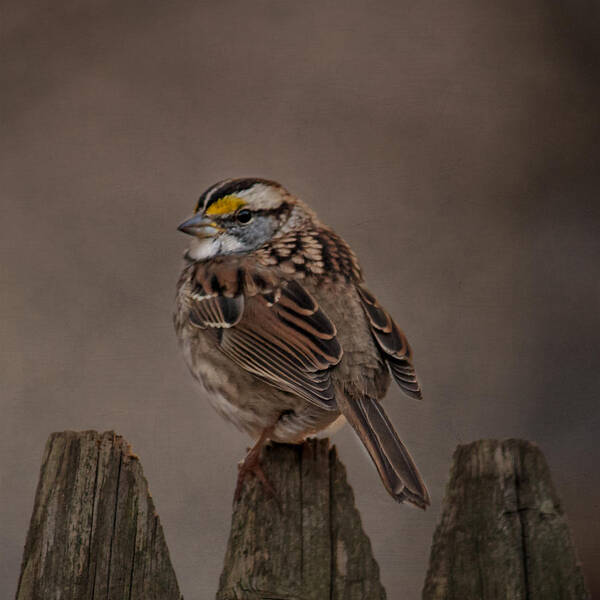 White Throated Sparrow Poster featuring the photograph My Good Side by Cathy Kovarik