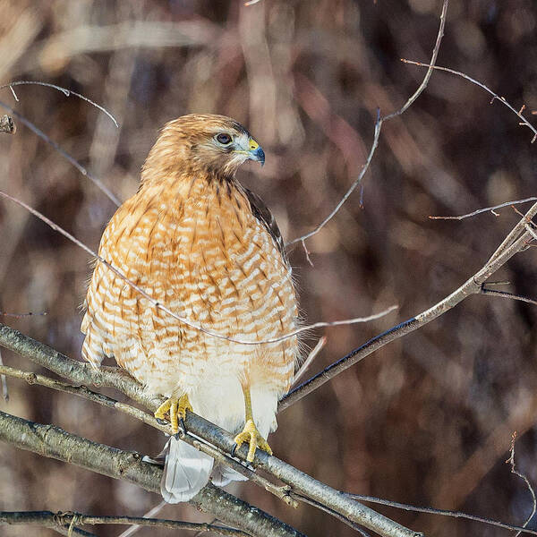 Red Shouldered Hawk Poster featuring the photograph My Good Side Square by Bill Wakeley