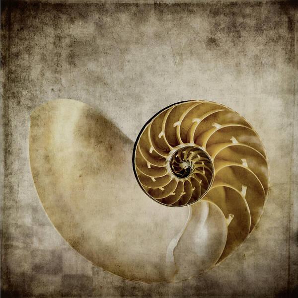 Nautilus Poster featuring the photograph Nautilus Shell by Carol Leigh