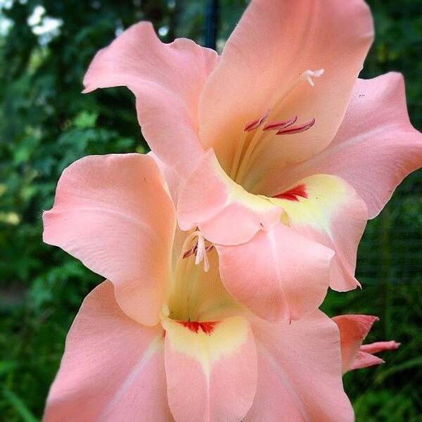 Pink Poster featuring the photograph #nofilter #flower #lily #pink #summer by Casey Moretz 