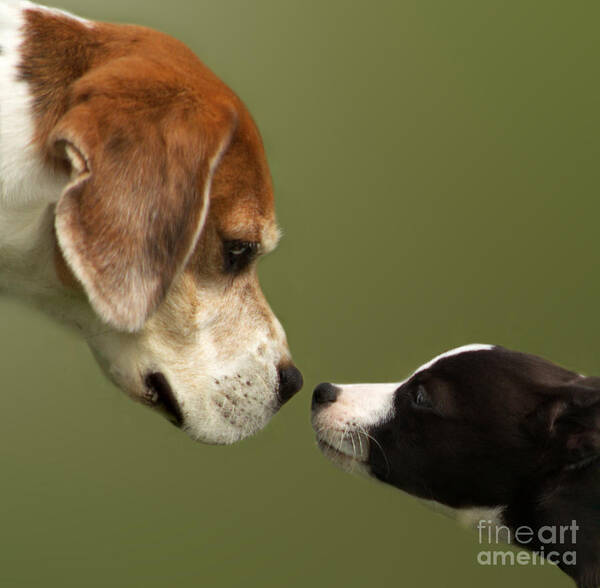 Dog Poster featuring the photograph Nose To Nose Dogs 2 by Linsey Williams
