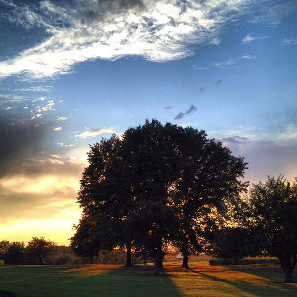 Tree Poster featuring the photograph Oak Tree at the Magic Hour by Angela Rath