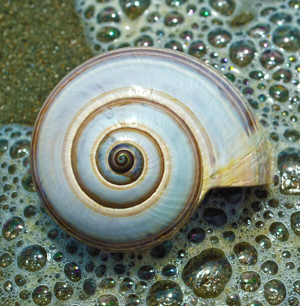 Sea Shell Poster featuring the photograph Ocean Shell Spiral White by Sandi OReilly