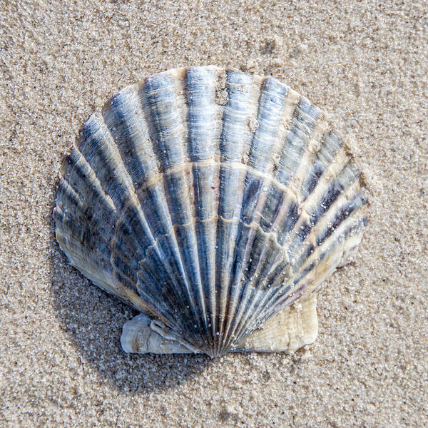 Beach Poster featuring the photograph One Shell by Cathy Kovarik