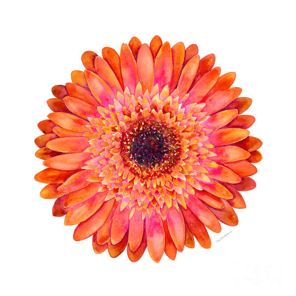 Pink Poster featuring the painting Orange Gerbera Daisy by Amy Kirkpatrick
