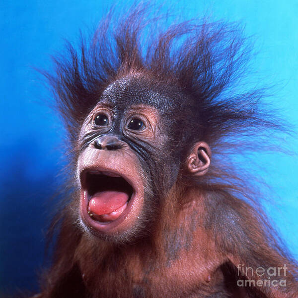 Animal Poster featuring the photograph Orangutan Pongo Pygmaeus Baby by Toni Angermayer