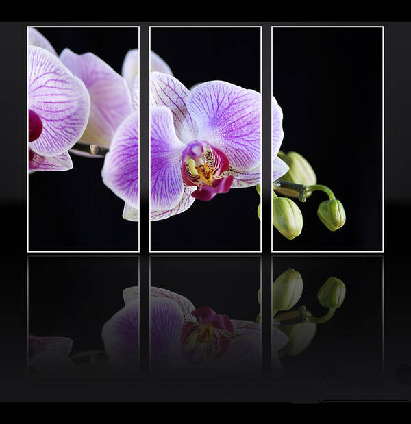 Orchid Poster featuring the photograph Pink Orchid flower by Michalakis Ppalis
