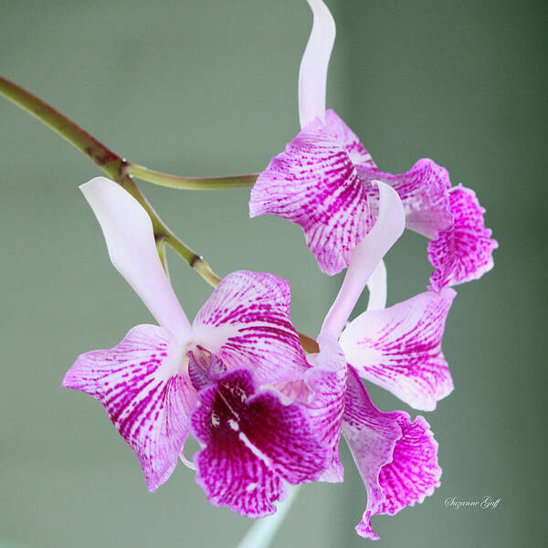 Orchid Poster featuring the photograph Orchid Series II by Suzanne Gaff