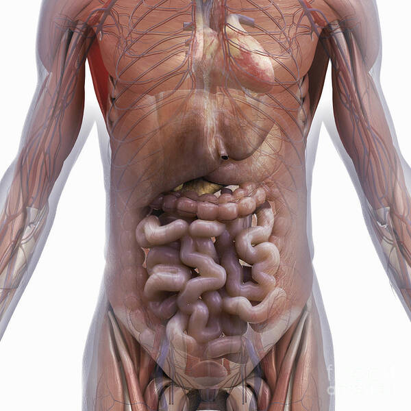 Digitally Generated Image Poster featuring the photograph Organs Of The Abdomen by Science Picture Co